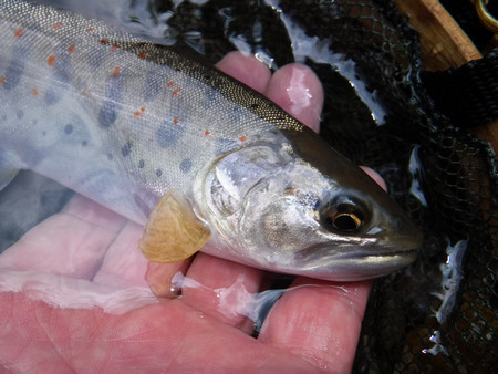 渓流の宝石、ニンフで釣れた